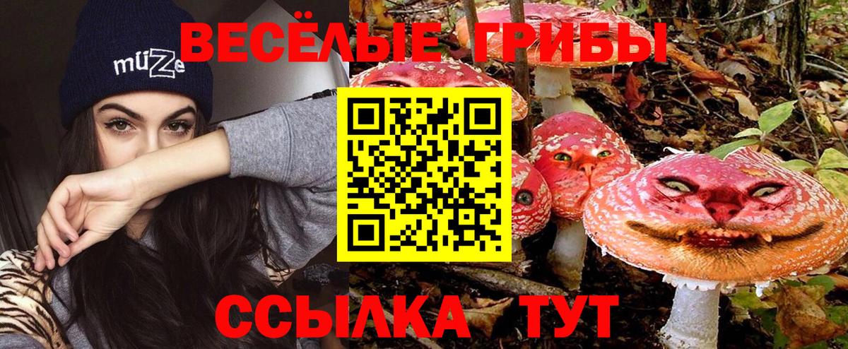 как найти   Гатчина  Псилоцибиновые грибы MAGIC MUSHROOMS 